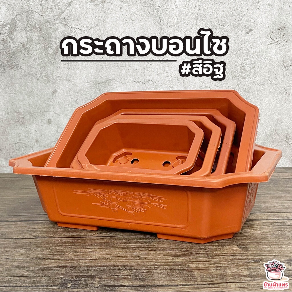 กระถางบอนไซสี่เหลี่ยมผืนผ้า #สีอิฐ กระถางพลาสติก ทรงเตี้ย กระบองเพชร ไม้อวบน้ำ Cactus&amp;Succulent