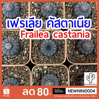 เฟเรีย คัสตาเนีย Frailea castania กระบองเพชร จากเรือนแคคตัสสุราษฎร์ธานี