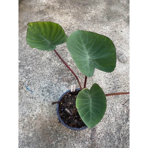 บอนก้านแดง ฮาวายเอี้ยน พันซ์ (Colocasia esculenta hawaiian punch)
