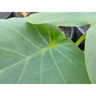 colocasia yellow widow L (นำเข้า)