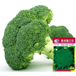 เมล็ดบรอกโคลี  Broccoli  300เมล็ดเมล็ดนำเข้าพันธุ์แท้ 100%  สายพันธุ์ OP