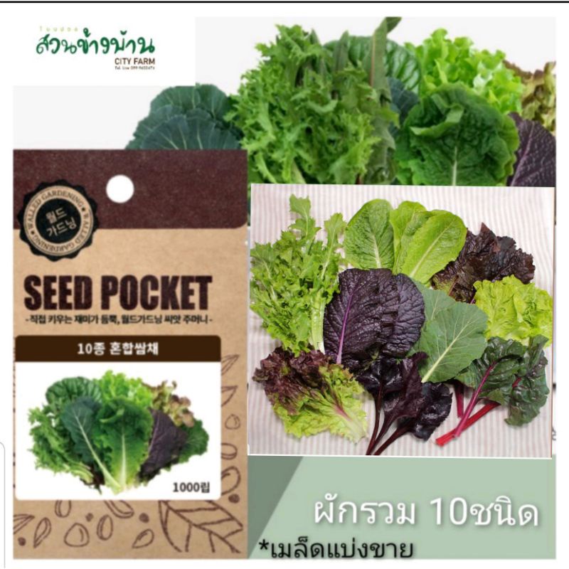 เมล็ดผักสลัด รวมเกาหลี10 ชนิด เมล็ดนำเข้า 100 เมล็ด