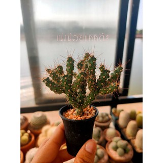 💥35 บาท💥หนามดูด Cylindropuntia fulgida  กระบองเพรช