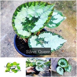 👑ต้นบีโกเนีย Begonia Silver Queen กระถาง 4 นิ้ว  ไม้กระถาง แต่งสวน👑