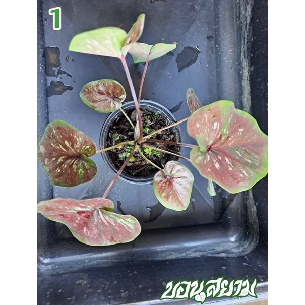 บอนสี Caladium ลูกศิลานักปราชญ์ เบอร์ 1 กัดสีสวยๆ จากรังบอนสยาม