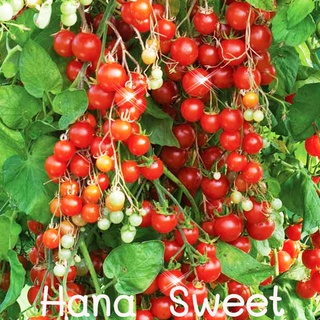 มะเขือเทศญี่ปุ่น Hana sweet🎯ถูกที่สุด10บ.🎯เมล็ดพันธุ์มะเขือเทศHanaแท้ 5-30 เมล็ด🎈งอกง่าย🌱โตไว☘️หวานอร่อย