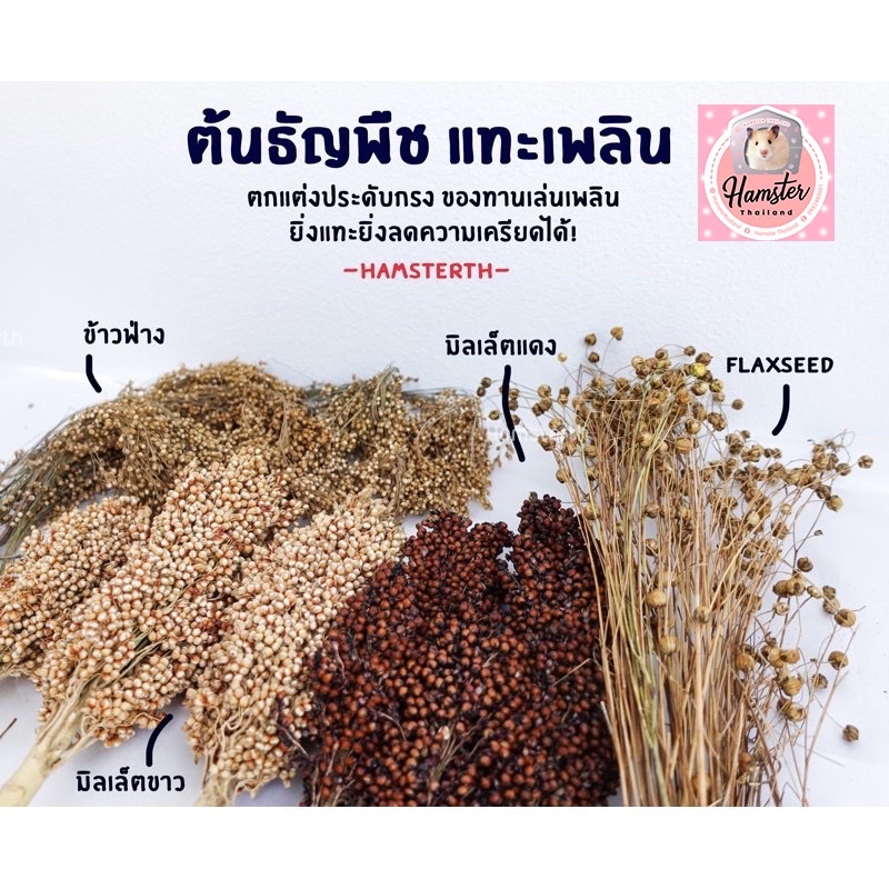 [Hamsterthailand]Flaxseed เฟล็ก มิลเล็ตสเปรย์ ข้าวฟ่าง ธัญพืช แทะคลายเครียด  ขนมแฮมสเตอร์ อาหารนก