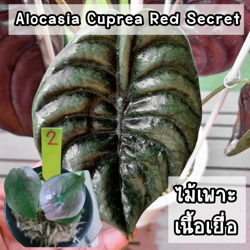 อโลคาเซีย คูปรี เรดซีเครท  (Alocasia Cuprea Red Secret) ไม้เพาะเนื้อเยื่อ อนุบาลแล้ว