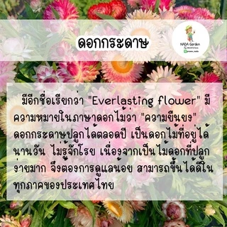 เมล็ดพันธุ์ ดอกกระดาษ คละสี 300เมล็ด (straw flower 300seed)