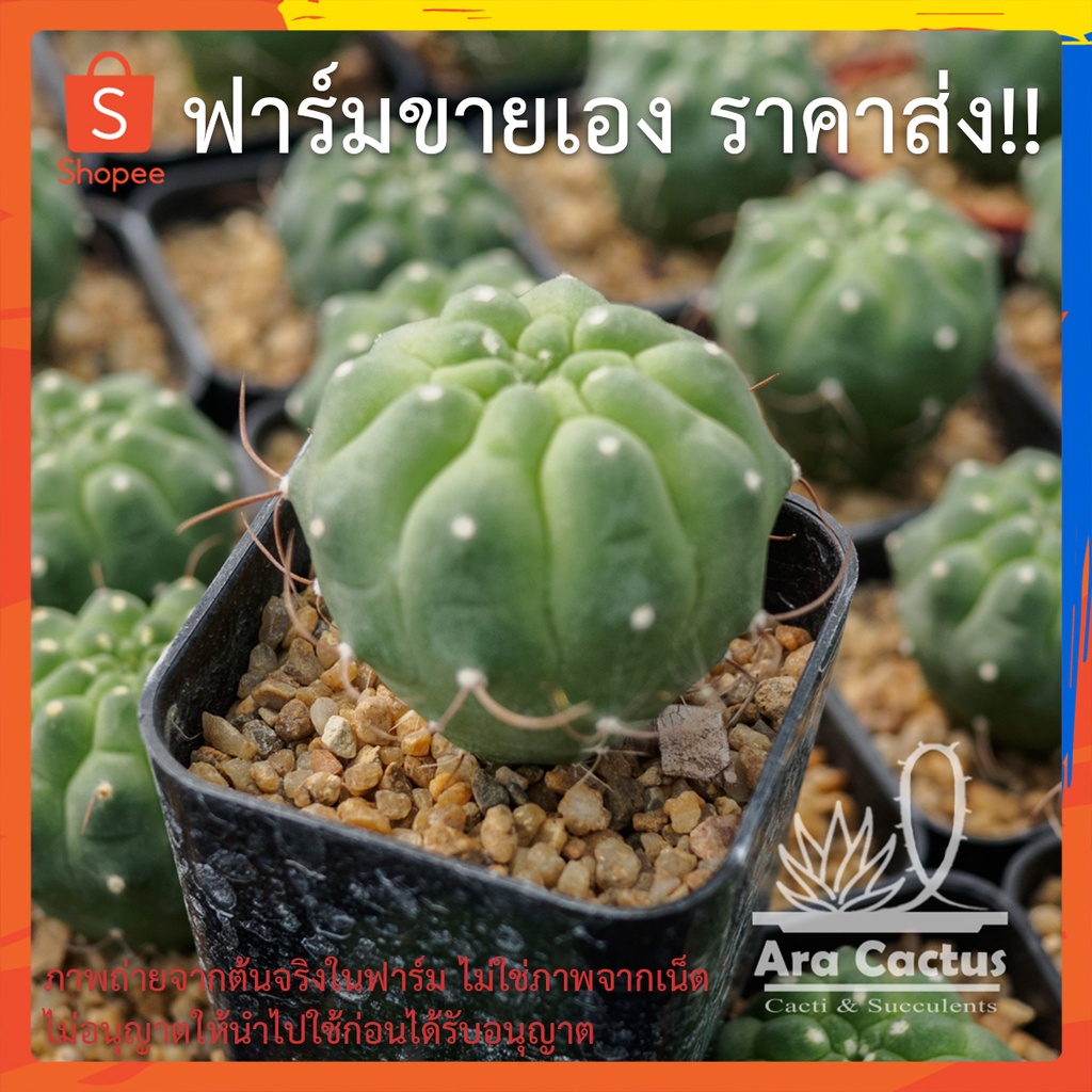 สวนขายเอง! มาตูคาน่า ไม้เมล็ด Matucana madisoniorum รูปที่ 2
