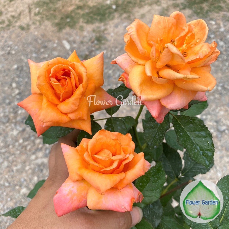 F498 กุหลาบ สีส้ม กลิ่นหอมอ่อน กุหลาบพุ่ม มีพร้อมส่ง 1 ต้นตามภาพ