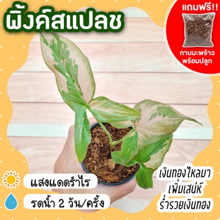 พิ้งค์สแปลช กระถาง 3 นิ้ว [แถมกาบมะพร้าวพร้อมปลูก] Syngonium Pink Splash เงินไหลมาด่างชมพูสวยหวาน ต้นไม้ประดับ