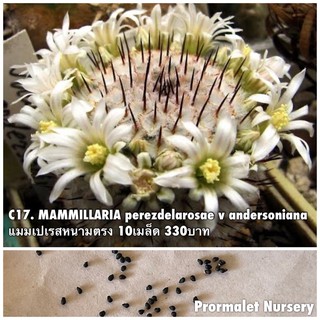 c17. MAMMILLARIA perezdelarosae v andersoniana แมมเปเรสหนามตรง 10เมล็ด 330บาท