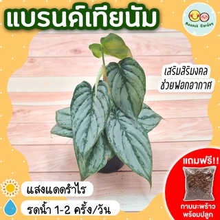 ฟิโลเดนดรอนแบรนด์เทียนัม กระถาง 3 นิ้ว (แถมกาบมะพร้าวพร้อมปลูก) philodendron brandtianum รูปหัวใจ ฟิโลแบรนเทียนั่ม สีซิล