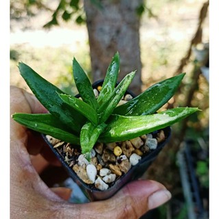 💚Aloe nobilis 💚ไม้อวบน้ำตระกูลอโลน่าสะสม