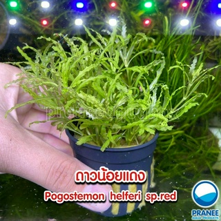 Pogostemon helferi sp.red - ดาวน้อยแดง ต้นไม้น้ำ พร้อมปลูก ต้นไม้น้ำ ต้นไม้น้ำตกแต่งตู้ปลา