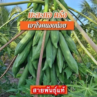 เมล็ดพันธุ์ มะละกอ สายพันธุ์แท้ตวามงอกดีมาก ทุกสายพันธุ์