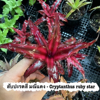 สับปะรดสี คริปแทนทัส มณีแดง -  Cryptanthus ruby star