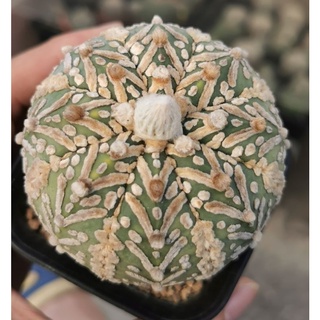 แอ​สโตร​ไ​ฟตั้​ม​วี​ 6.4 cm ด่างเนื้อ#แคสตัส castus​ astrophytum แอสโตร แอสโตร​ไ​ฟตั้​ม แอสโตรไฟตัม กระบองเพชร แอสโตรวี