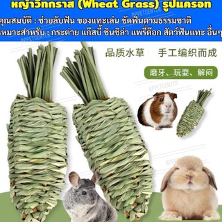 ขนมลับฟันกระต่าย ของเล่นกระต่าย ชินชิลล่า แกสบี้ แพรี่ด็อก หญ้าวีทกลาส Wheat grass หญ้าลับฟันกระต่าย รูปทรงแครอท