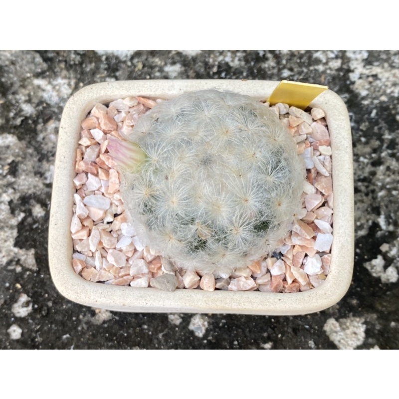 แมมขนนกขาวญี่ปุ่น [Mammillaria Plumosa]