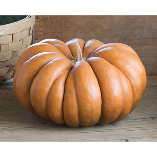 เมล็ด ฟักทองมัสกี - Musquee De Provence Pumpkin