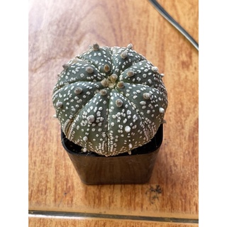 แอสโตรไฟตั้ม ซุปเปอร์คาบูโตะ (Astrophytum superkabuto)