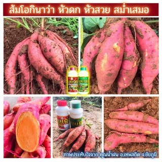 🆓ส่งฟรีไม่ใช้โค๊ด บูม99 ปุ๋ยน้ำสำหรับพืชทุกชนิด ผลผลิตเพิ่มพูล ไม่ได้ผลยินดีคืนเงิน