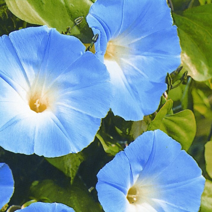 เมล็ด มอนิ่งกลอรี สีฟ้า - Heavenly Blue Morning Glory Flower