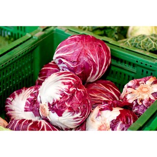 เมล็ด แรดิชิโอ - Radicchio Rouge de Verona