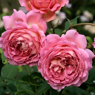 25เมล็ด เมล็ดกุหลาบ อังกฤษ พันธุ์เลื้อย สีชมพู กุหลาบหนู Rose seeds