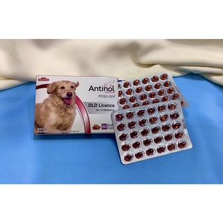 [ถูกสุด] Antinol ช่วยบำรุงข้อ กระดูก ขน ผิวหนัง และไต(แบ่งขาย 30 caps ) (1 กล่อง 60 caps) สำหรับสัตว์เลี้ยง