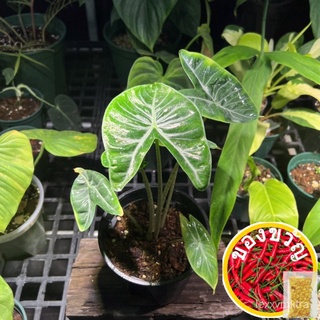 ไอวอรี่โคสต์ alocasia|白龟|ญี่ปุ่นสีขาวเต่า|จุดใบเต่า|观叶พืช|เต่าเผือก|จุดใบ|彩叶芋|合果芋|竹芋|เปียโนใบ|ชุดแต่งงานเล็กๆ|ในร่มพืช|ก