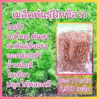 เมล็ดพันธุ์ผักชีลาว ซอง 10 กรัม 6,500 เมล็ด เมล็ดผักชีลาว ผักชีลาว ผักชีลาวเด้ง ลาวเด้ง