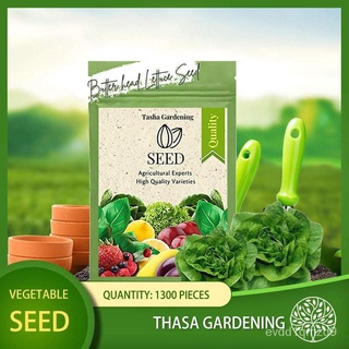 TASHA GARDENING 1300pcs Butterhead Lettuce Biji Benih Sayur Sayuran Vegetable Seed Seeds Plant Vegetables ครีมผักกาดหอมเ