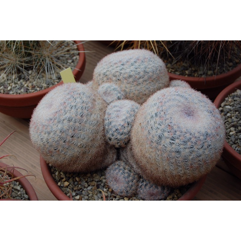 M6219 Mammillaria candida v. caespitosa SB326 (10 เมล็ด) เมล็ดพันธุ์ กระบองเพชร แคคตัส แมมมิลลาเรีย 