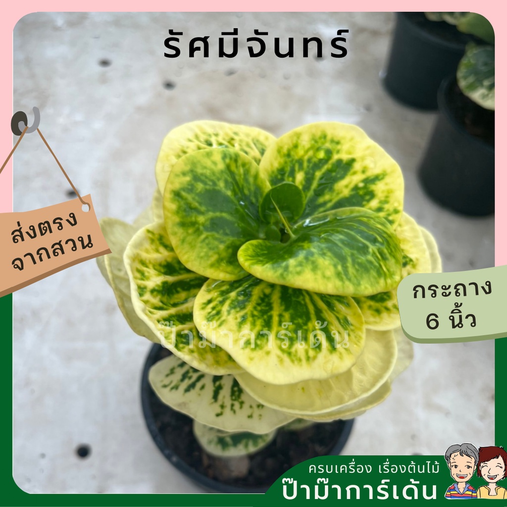 ต้นโกสน รัศมีจันทร์ พร้อมกระถาง 6 นิ้ว