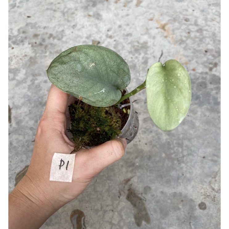 Scindapsus platinum (rare item)