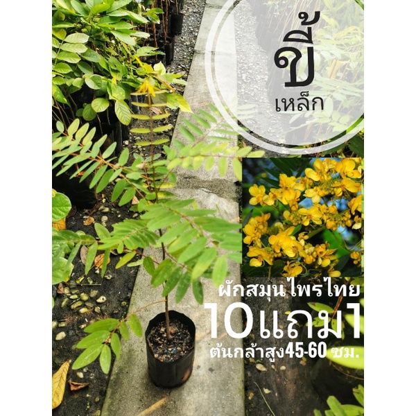 ต้นขี้เหล็ก ทำแกงขี้เหล็ก สมุนไพรไทย ดอกสวย ต้นไม้ รูปที่ 2