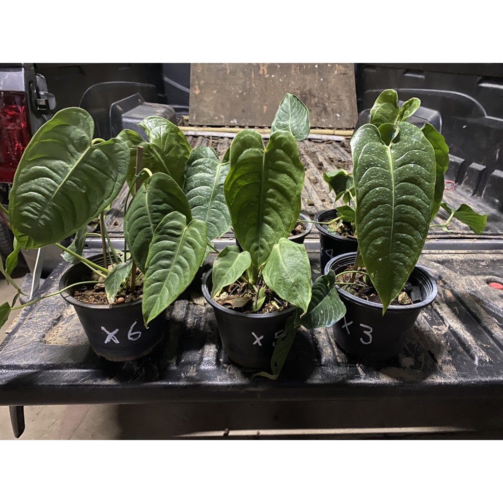 ต้น Anthurium king veitcii จาก colombia