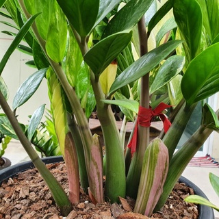 กวักมรกตด่าง Variegated Zamioculcas zamiifolia