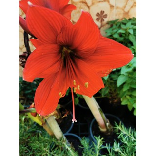 Amaryllis (Hippeastrum) ว่านสี่ทิศฮอลล์แลนด์พันธุ์ สีแดง หัวใหญ่ 21-23ซม. 2หัว/ชุด