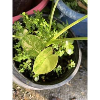 colocasia yello spash