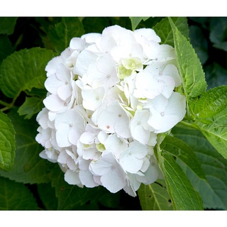 20 เมล็ด เมล็ดไฮเดรนเจีย Hydrangea Seeds สีขาว ไฮเดรนเยียสายพันธุ์ฝรั่งเศส