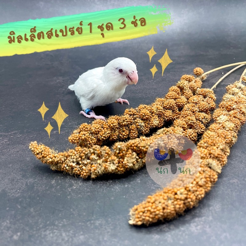 < 3 ช่อ มิลเล็ตสเปรย์ > Millet Spray แบ่งขาย ธัญพืช เมล็ดพืช อาหารเสริม นก ลูกป้อน ฟอฟัส เลิฟเบิร์ด 