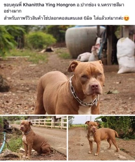 ปลอกคอโซ่ สุนัข สแตนเลส 304 โดนน้ำได้ไม่ขึ้นสนิม💦 ไม่มีขาด‼️ขนาด 5-10 มิล สำหรับสุนัขขนาดกลาง-สุนัขโต ปลอกคอโซ่ โซ่คอ