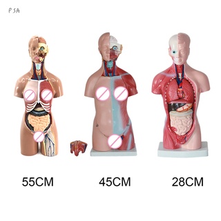 โมเดลมนุษย์ 4D ของเล่นเสริมการเรียนรู้สําหรับเด็ก