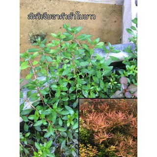 Ludwigia Brevipes(อคัวต้าใบยาว) ใบบก 20กิ่ง100