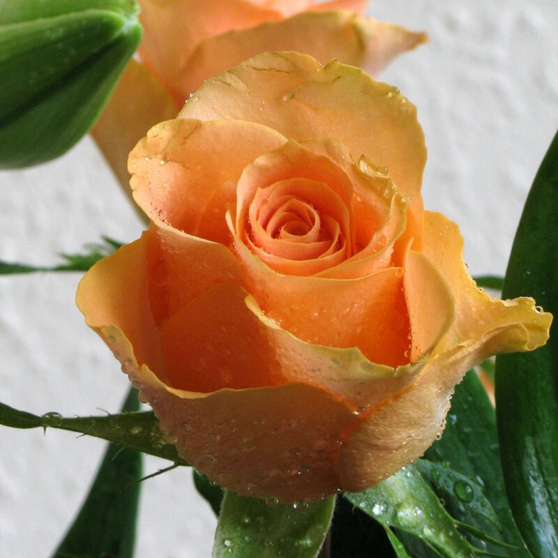 10 เมล็ด กุหลาบ สีส้ม ดอกใหญ่ กุหลาบก้านยาว Rosa Rose Seeds