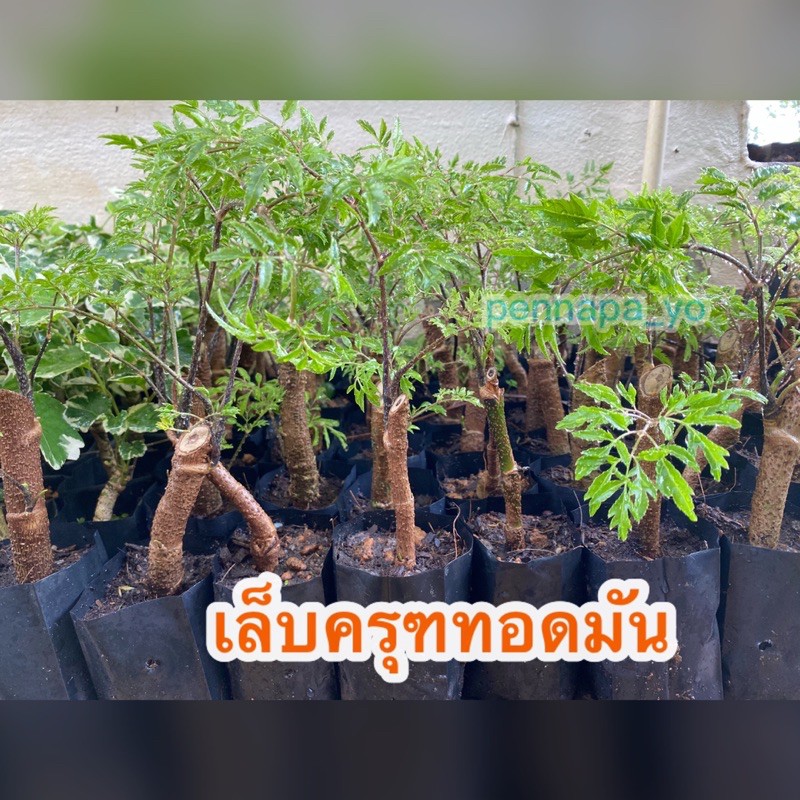เล็บครุฑทอดมัน ต้นเล็บครุฑทอดมัน ชำถุงดำ พร้อมปลูก สอบถามได้ค่ะ